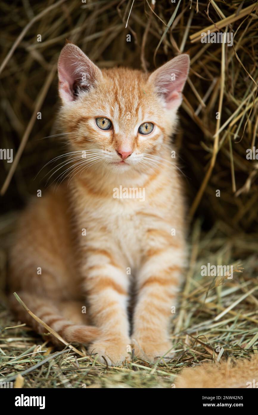 Red tabby kitten on a farm looking Stock Photo - Alamy