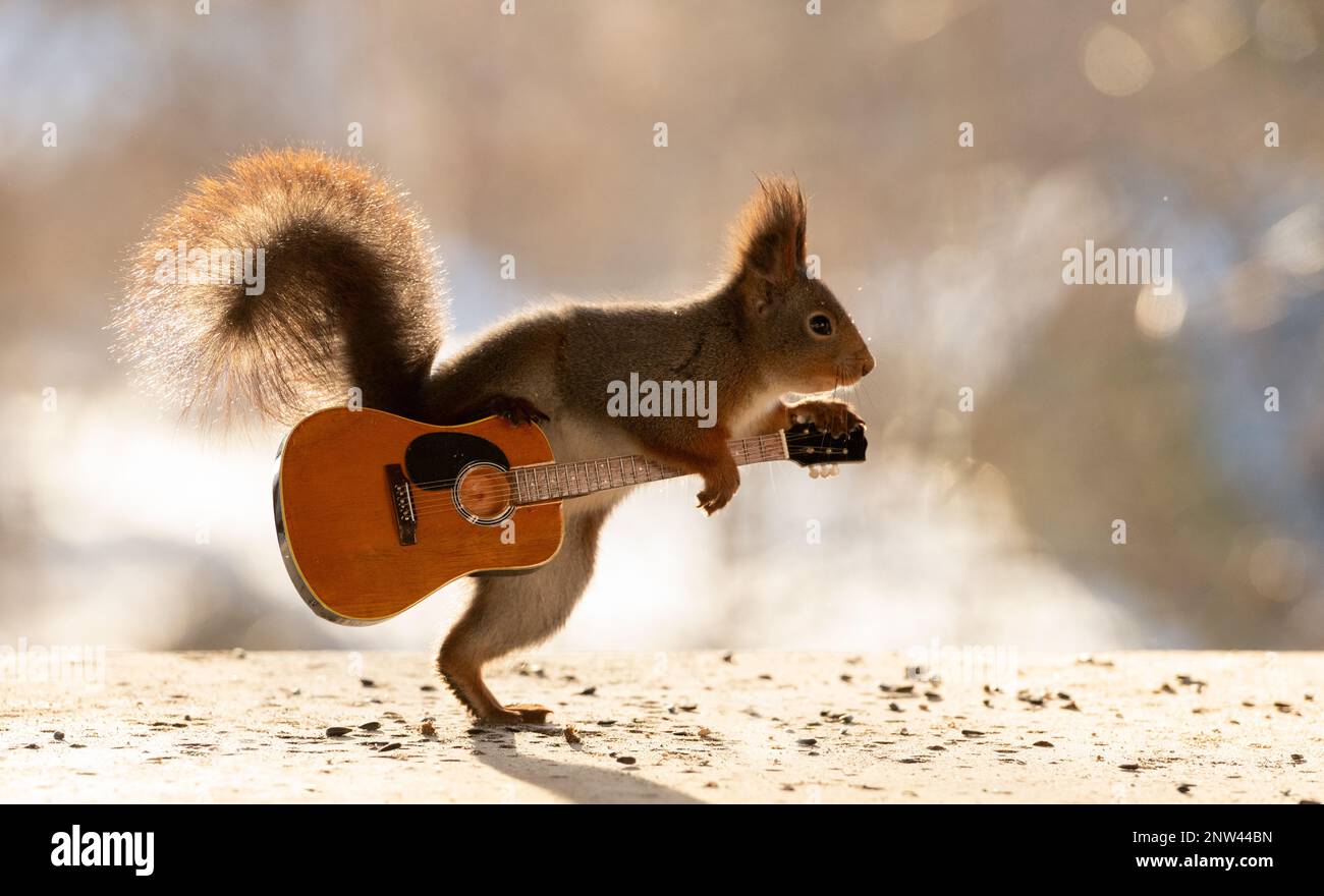Red squirrel playing with a guitar Stock Photo Alamy