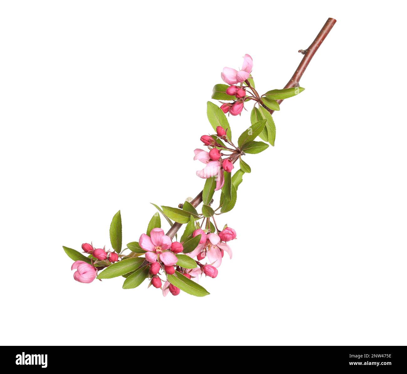 Beautiful sakura tree branch isolated on white Stock Photo