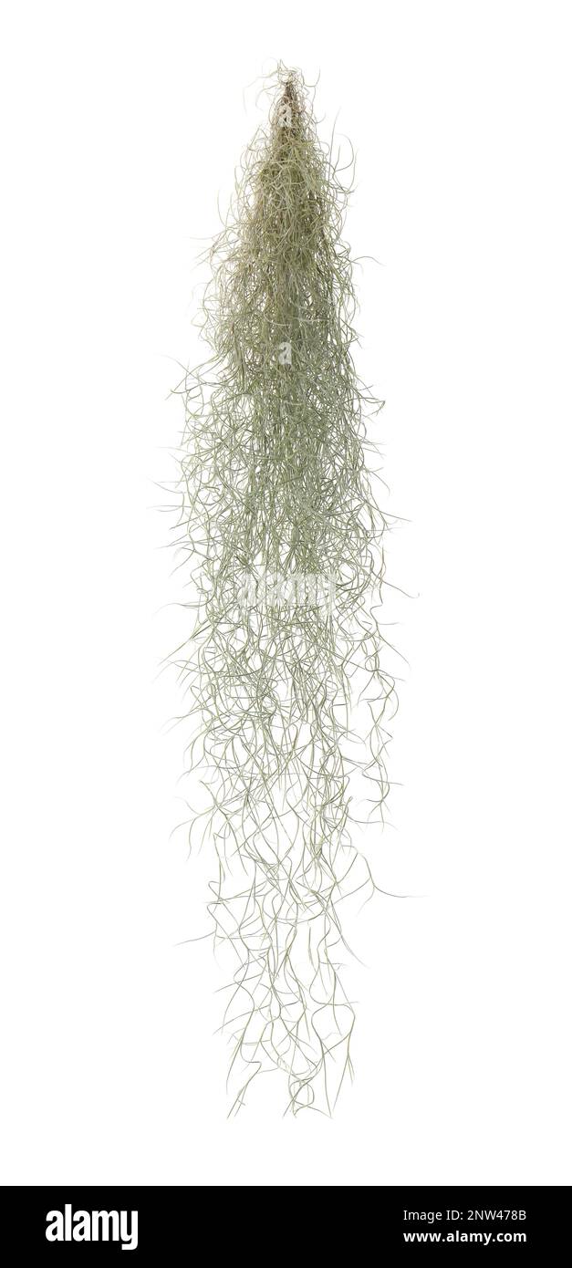 Tillandsia of evergreen hi-res stock photography and images - Alamy