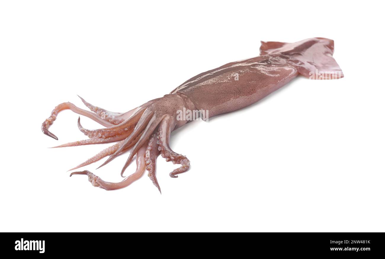 Raw squid isolated on white. Fresh seafood Stock Photo - Alamy