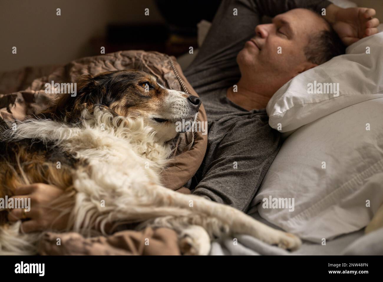 A man and his shepherd dog taking a nap on a cozy bed Stock Photo Alamy