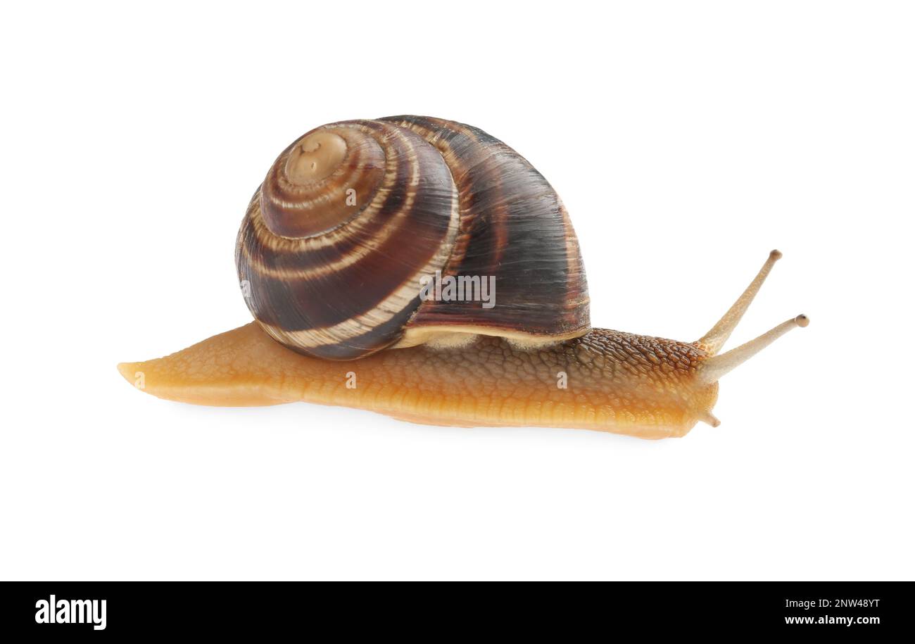 Common garden snail crawling on white background Stock Photo - Alamy