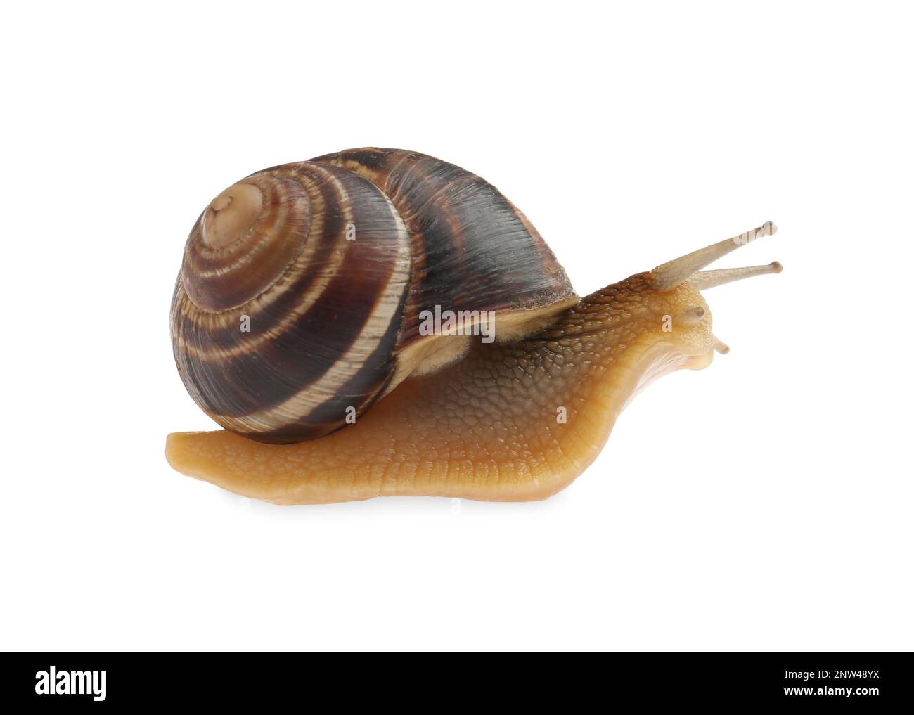 Common garden snail crawling on white background Stock Photo - Alamy