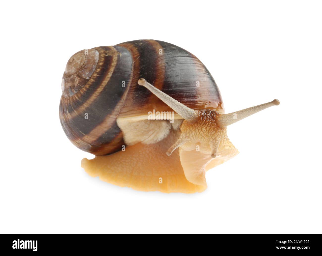 Common garden snail crawling on white background Stock Photo - Alamy