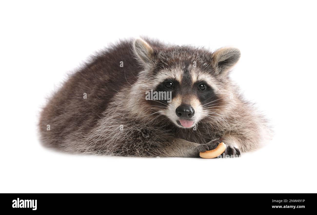 Common raccoon with food isolated on white Stock Photo