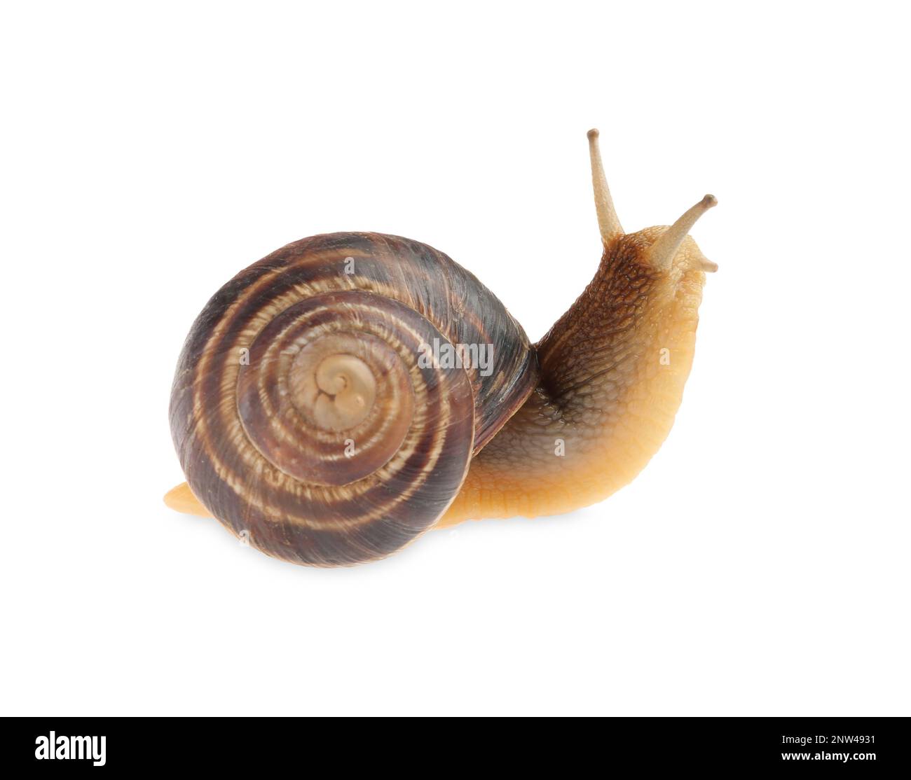 Common garden snail crawling on white background Stock Photo - Alamy