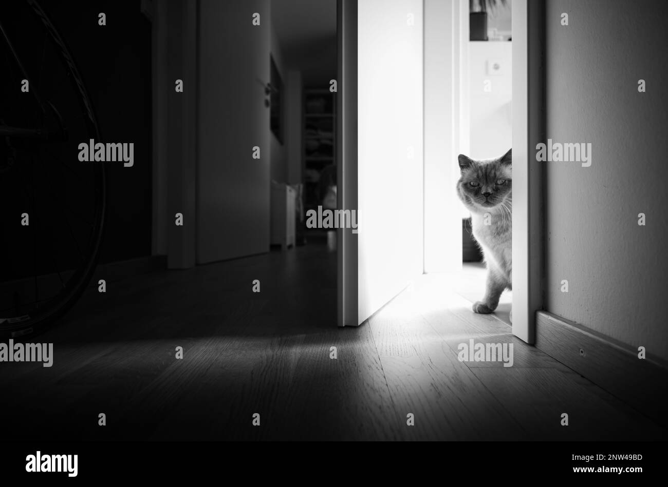 Britisch Kurzhaar Katze in häuslicher Umgebung. Stock Photo