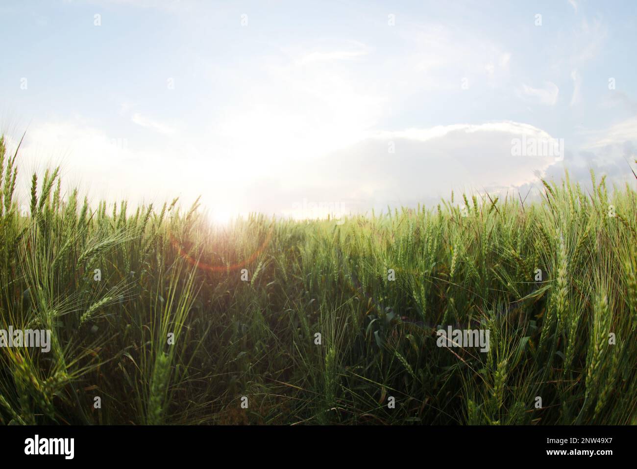 Beautiful view of wheat field, fish eye effect Stock Photo