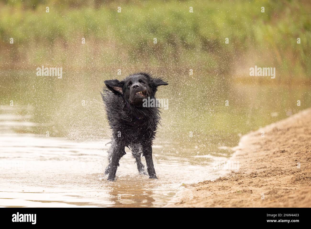 A wet newfoundland dog shaking in shallow water Stock Photo