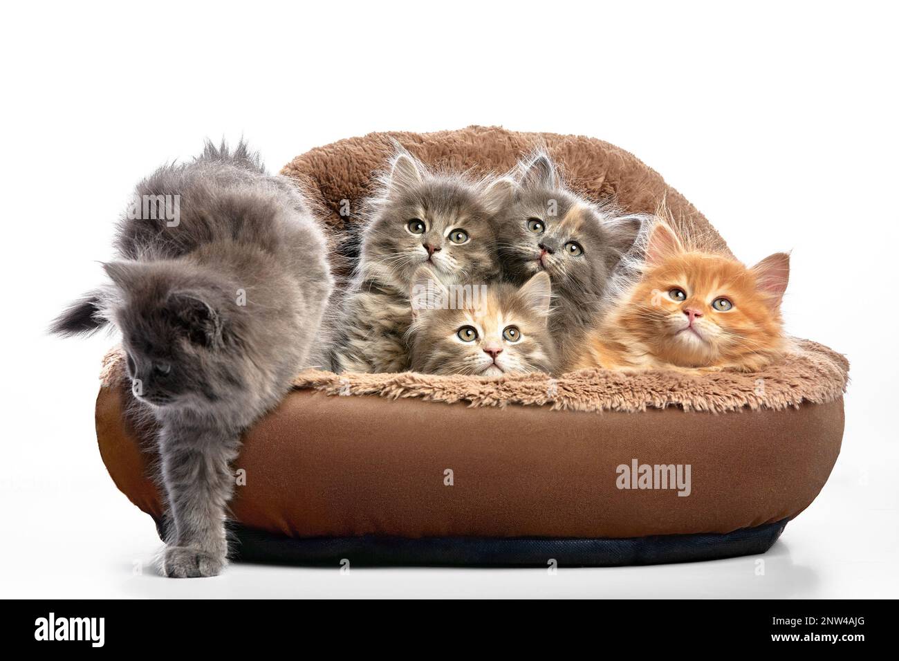 five fluffy kittens in a bed on a gray background, one cat is trying to