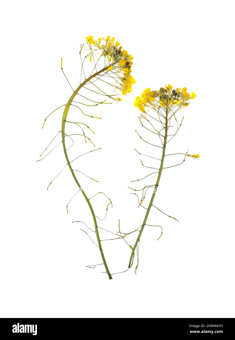 Wild dried meadow flowers on white background Stock Photo Alamy