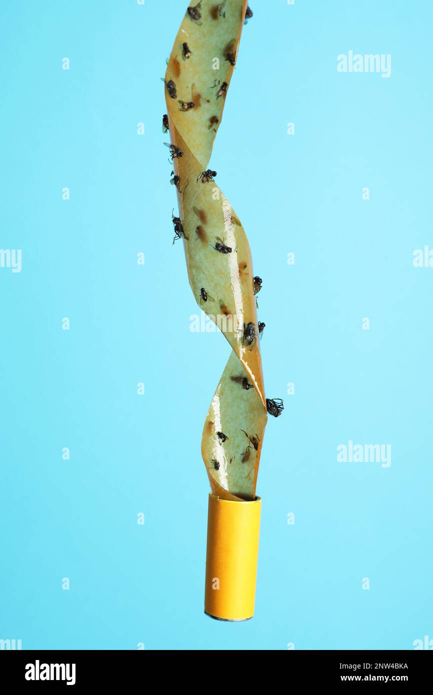 Sticky insect tape with dead flies on turquoise background Stock Photo