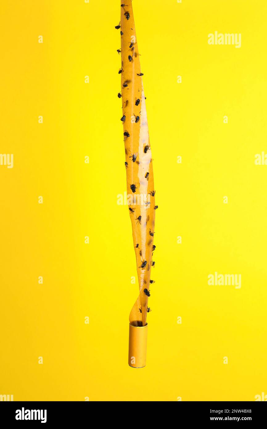 Sticky Flypaper Trap Flies Fly Killing Device Yellow Background Also Stock  Photo by ©crossdee 215756298