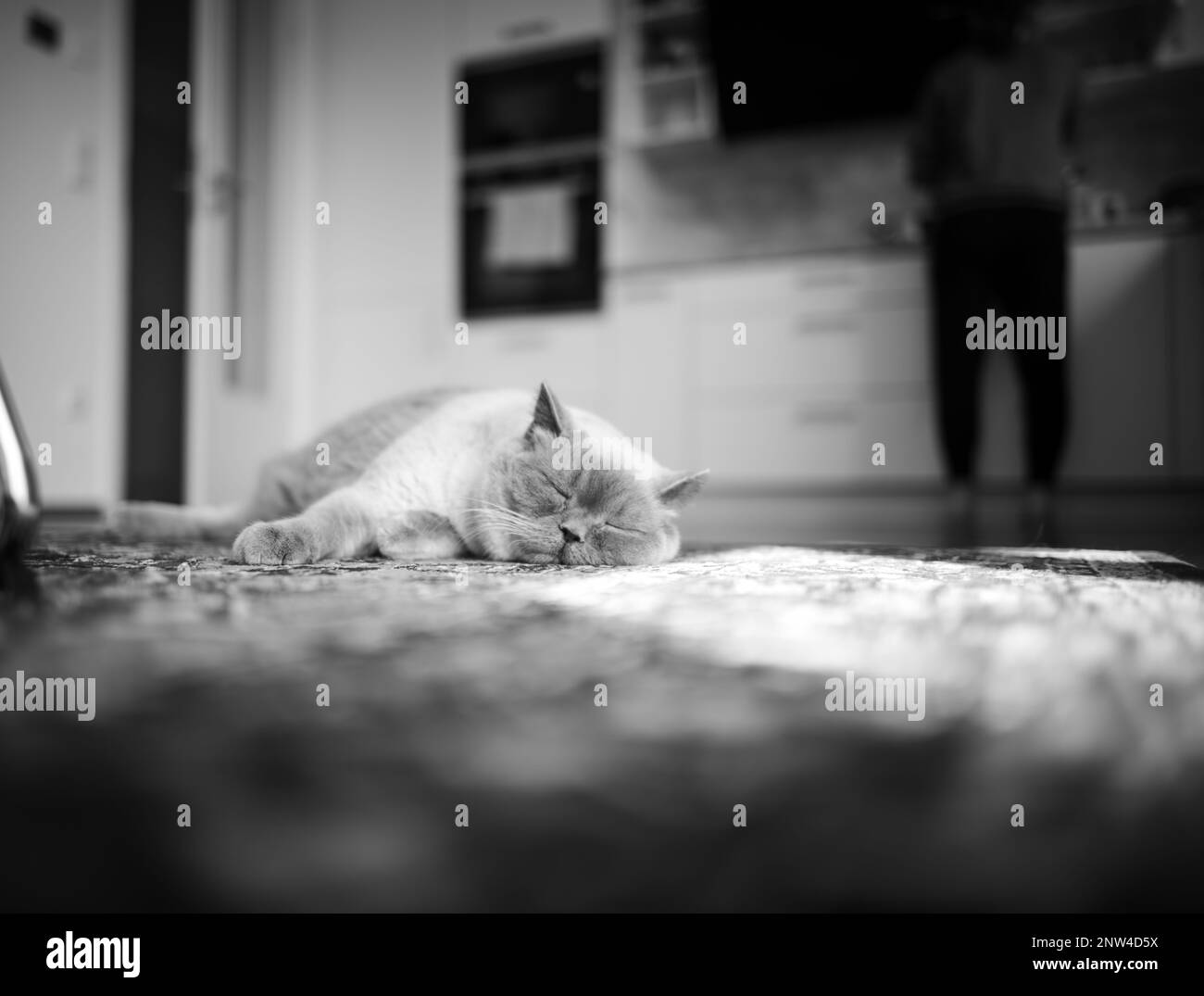 Britisch Kurzhaar Katze in häuslicher Umgebung. Stock Photo