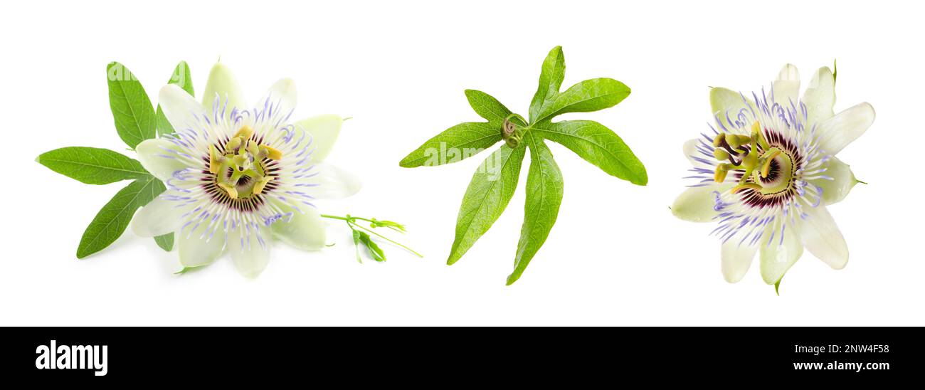 Set with Passiflora plant (passion fruit) flowers and leaves on white background. Banner design Stock Photo