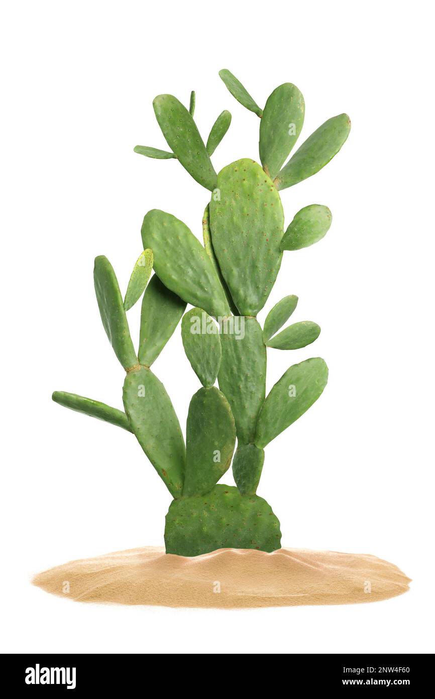 Beautiful big cactus growing in sand on white background Stock Photo