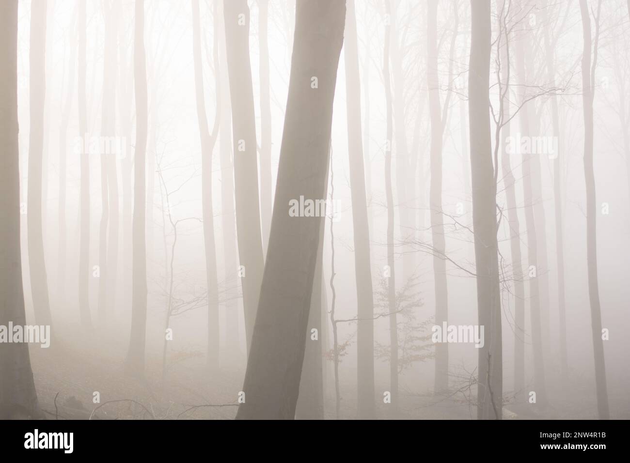 Misty forest with sun rays. Foggy wood and sunlight Stock Photo - Alamy