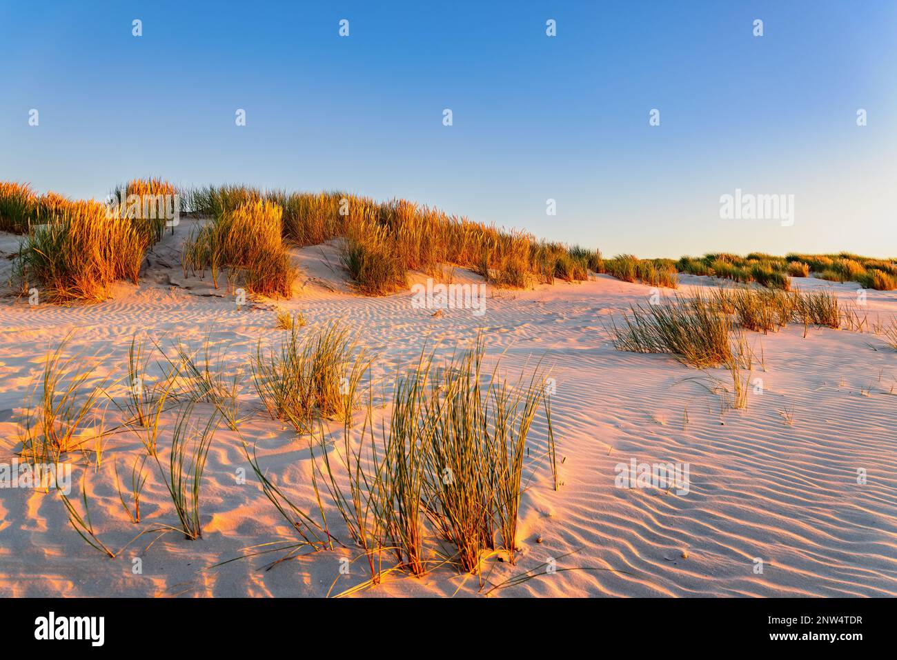 Dunes at sunset on the beach on Juist, East Frisian Islands, Germany. Stock Photo