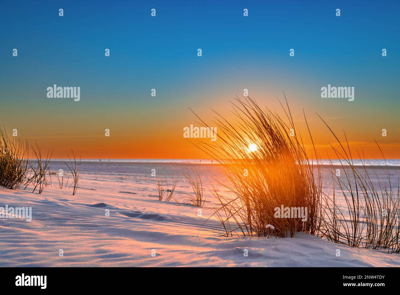 Beach grass at sunset on the beach on Juist, East Frisian Islands, Germany. Stock Photo