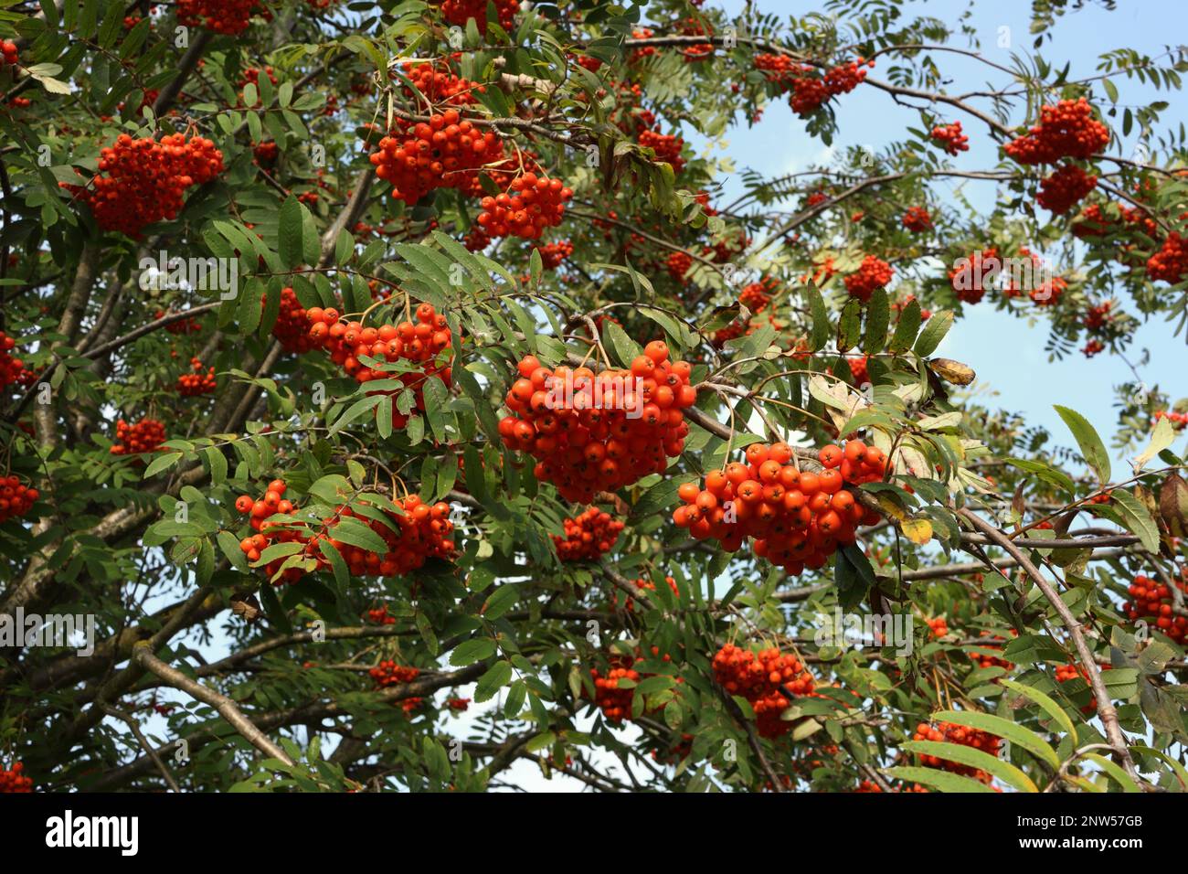 Red Rowan Berries, Mountain Ash tree Stock Photo