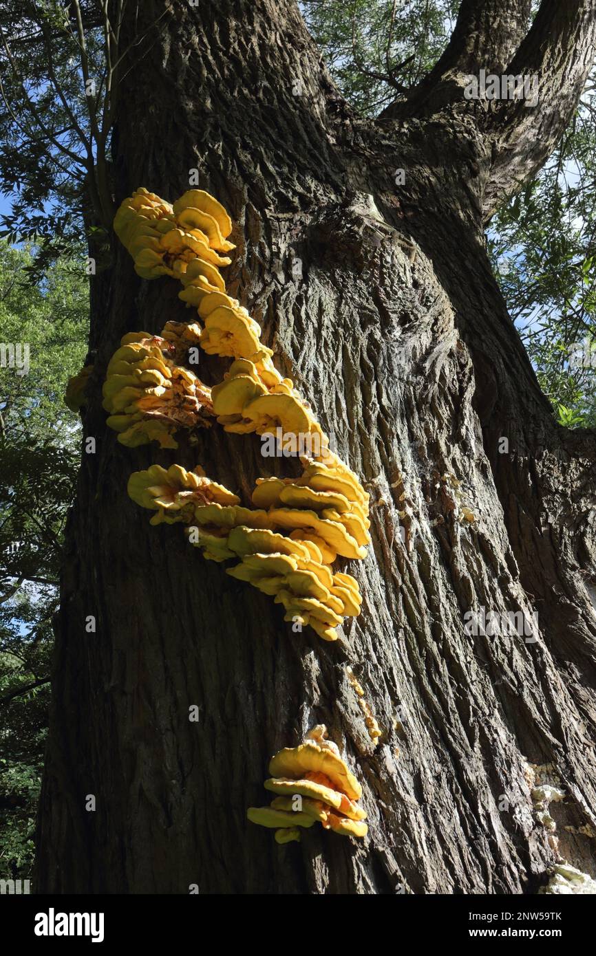 Yellow shelved tree fungus Chicken of the Woods, Laetiporus Sulphureus Stock Photo