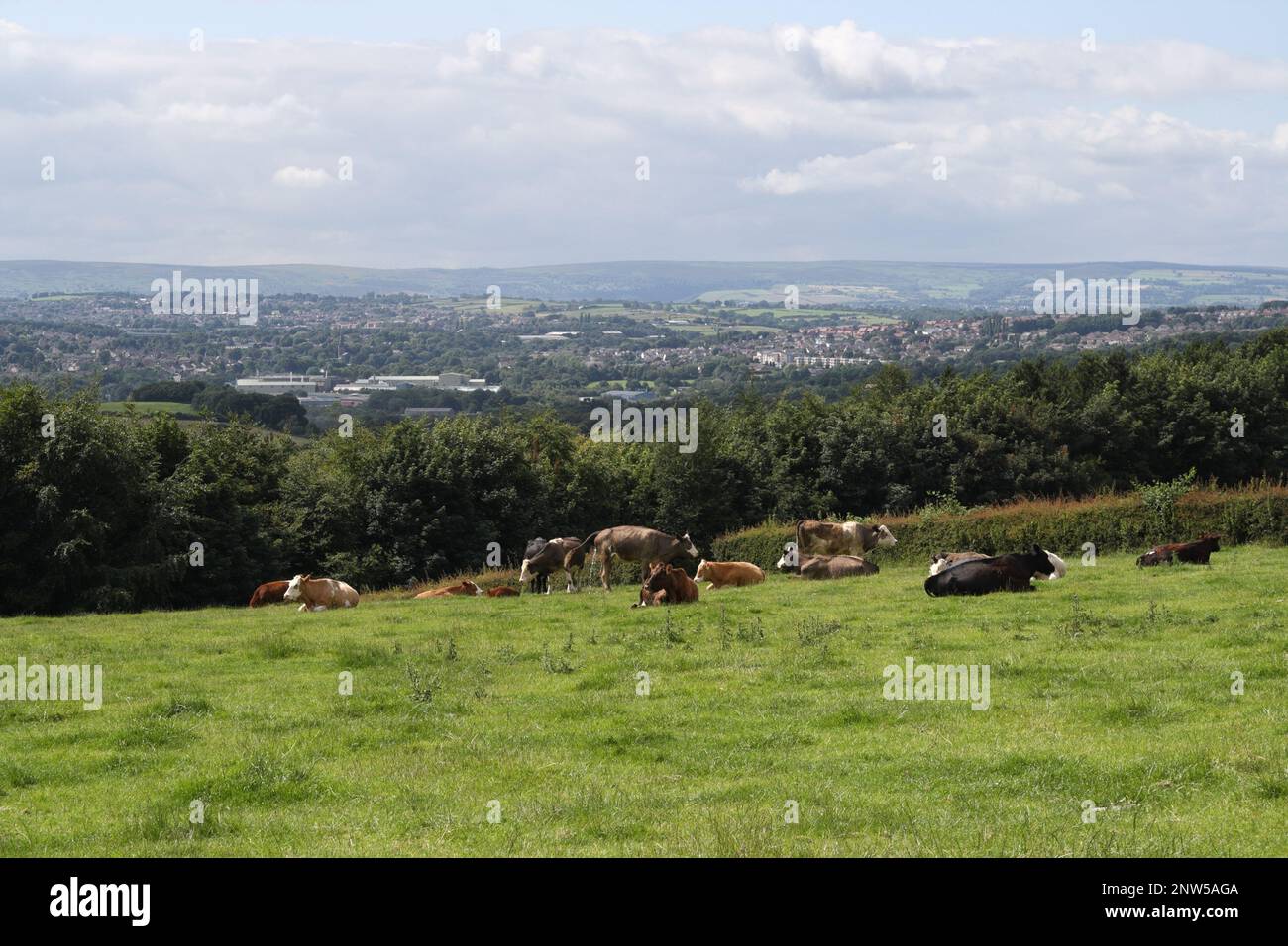 scenic Derbyshire landscape England UK, distant view of Dronfield and moorland, cows laying in field Stock Photo