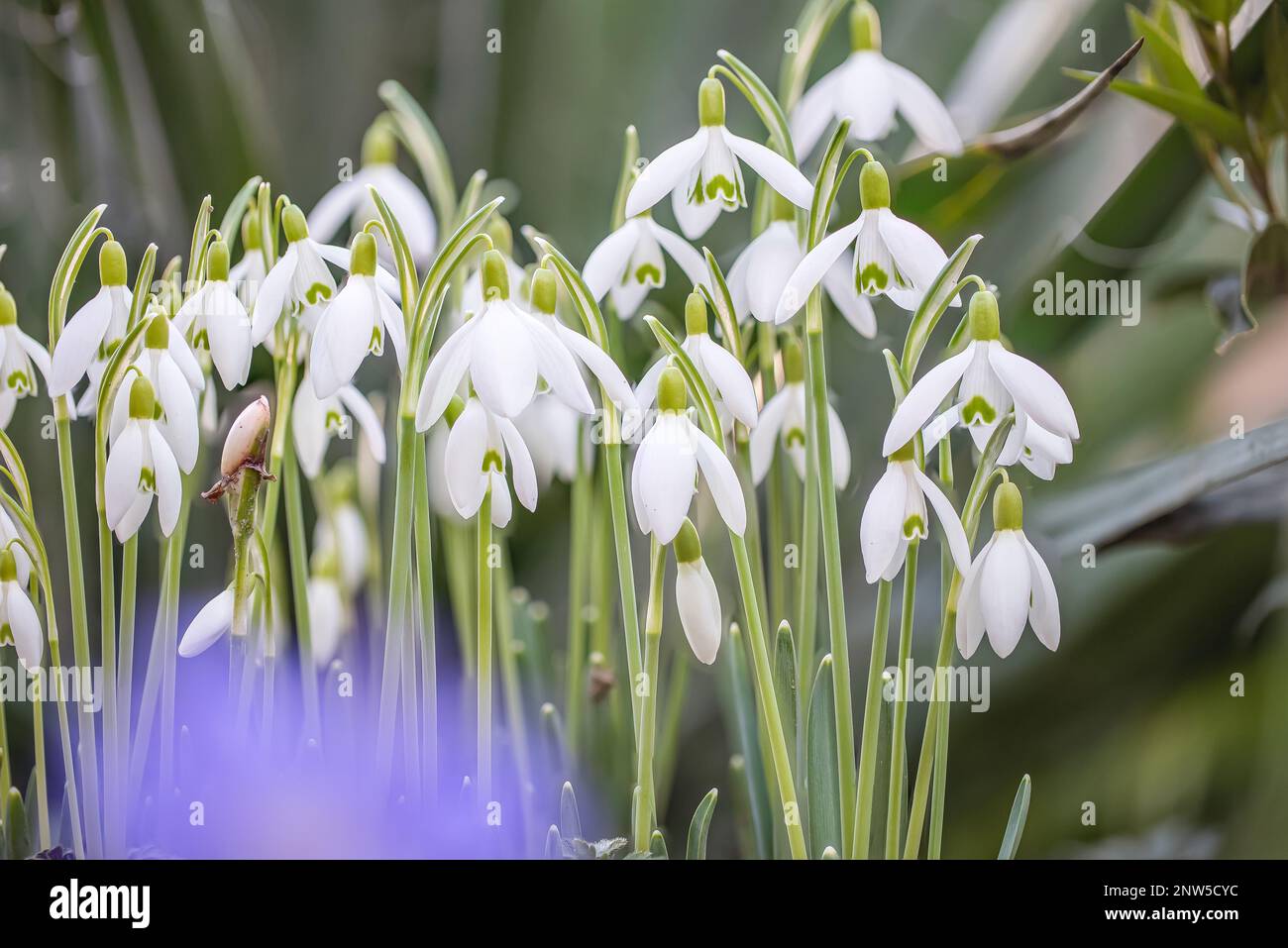 A group of snowdrops (Galanthus) in full bloom with a blue blurry foreground Stock Photo
