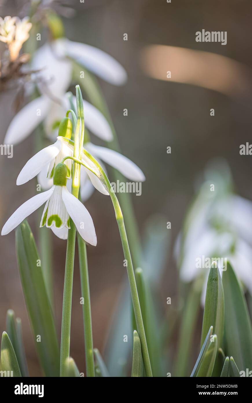 A group of snowdrops (Galanthus) in full bloom in front of a blurry background Stock Photo