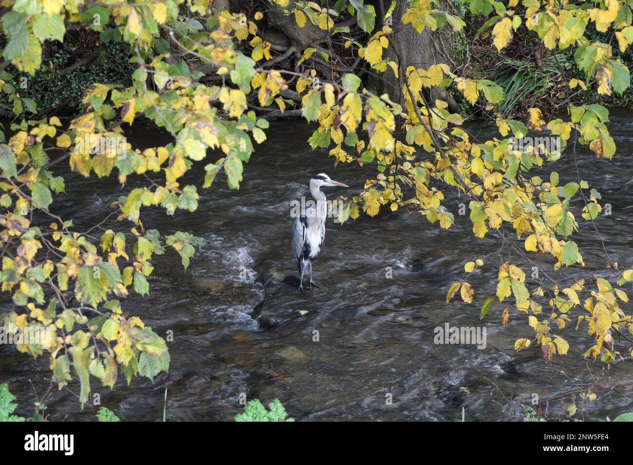Grey Heron, Andrea Cinerea, wading in the river sheaf, Millhouses Park, Sheffield UK Stock Photo