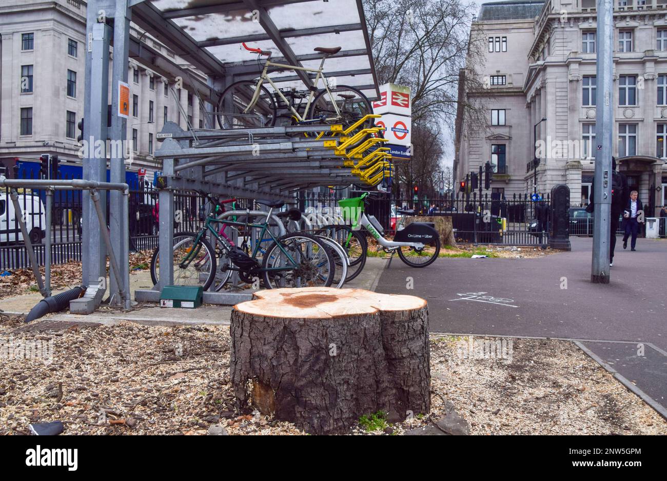 Most trees, some that are very old, around the taxi rank at Euston