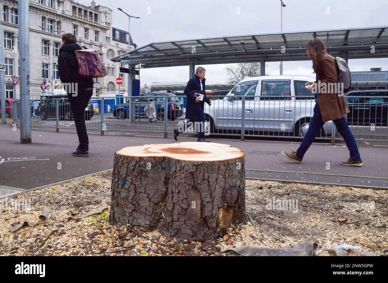 Most trees, some that are very old, around the taxi rank at Euston