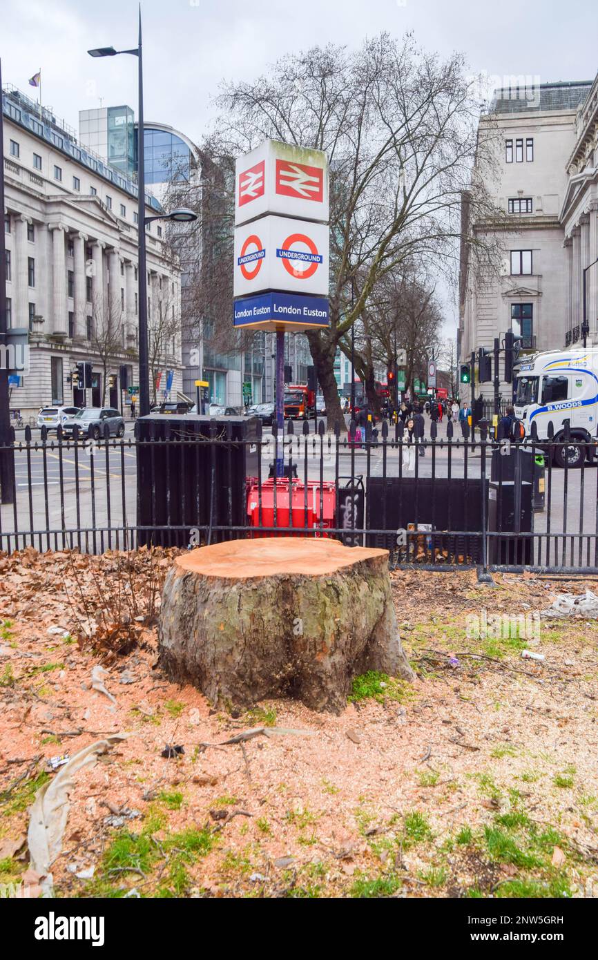 Most trees, some that are very old, around the taxi rank at Euston