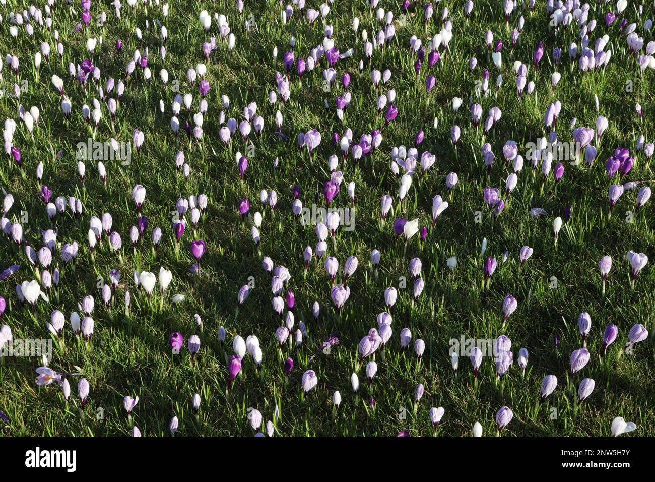 Crocus flowers in bloom spring time. Stock Photo