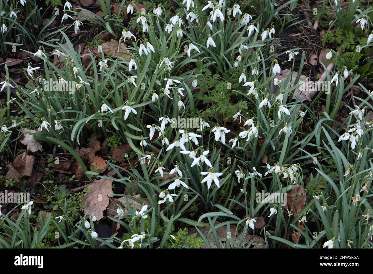 White Snowdrops in spring blossom Stock Photo