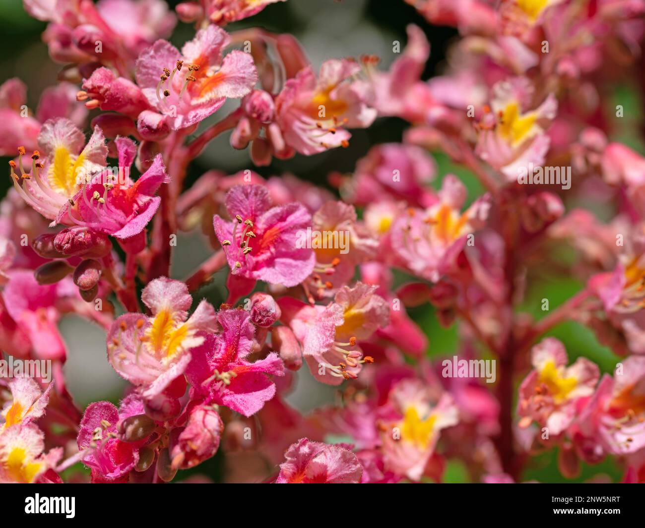 Red-flowering horse chestnut, Aesculus rubicunda, in spring Stock Photo ...