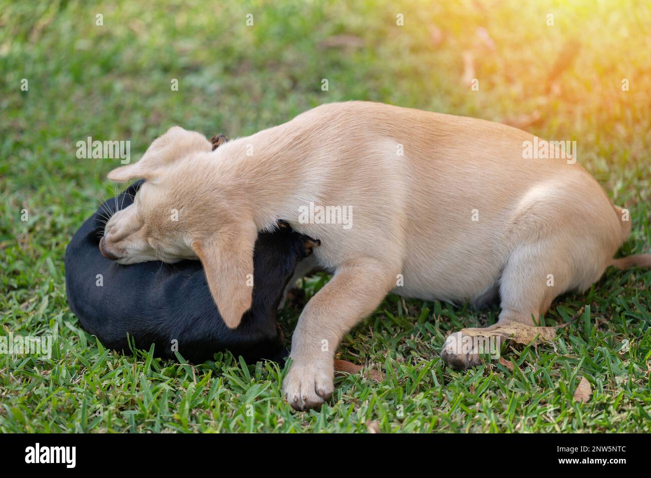 Happy playing two puppies on green grass background Stock Photo - Alamy