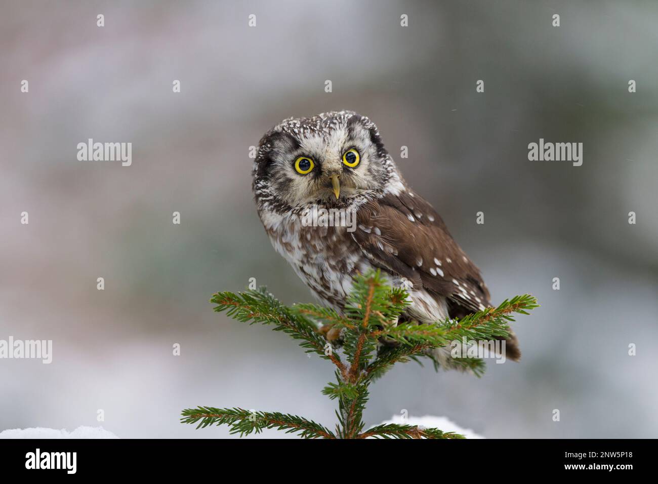 Raufusskauz, Aegolius funereus,  boreal owl Stock Photo