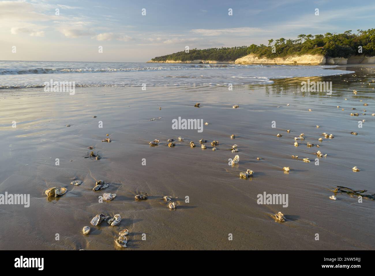 Beach at low tide with oyster shells washed ashore on west Atlantic coast France near Royan, Charente-Maritime, France Stock Photo