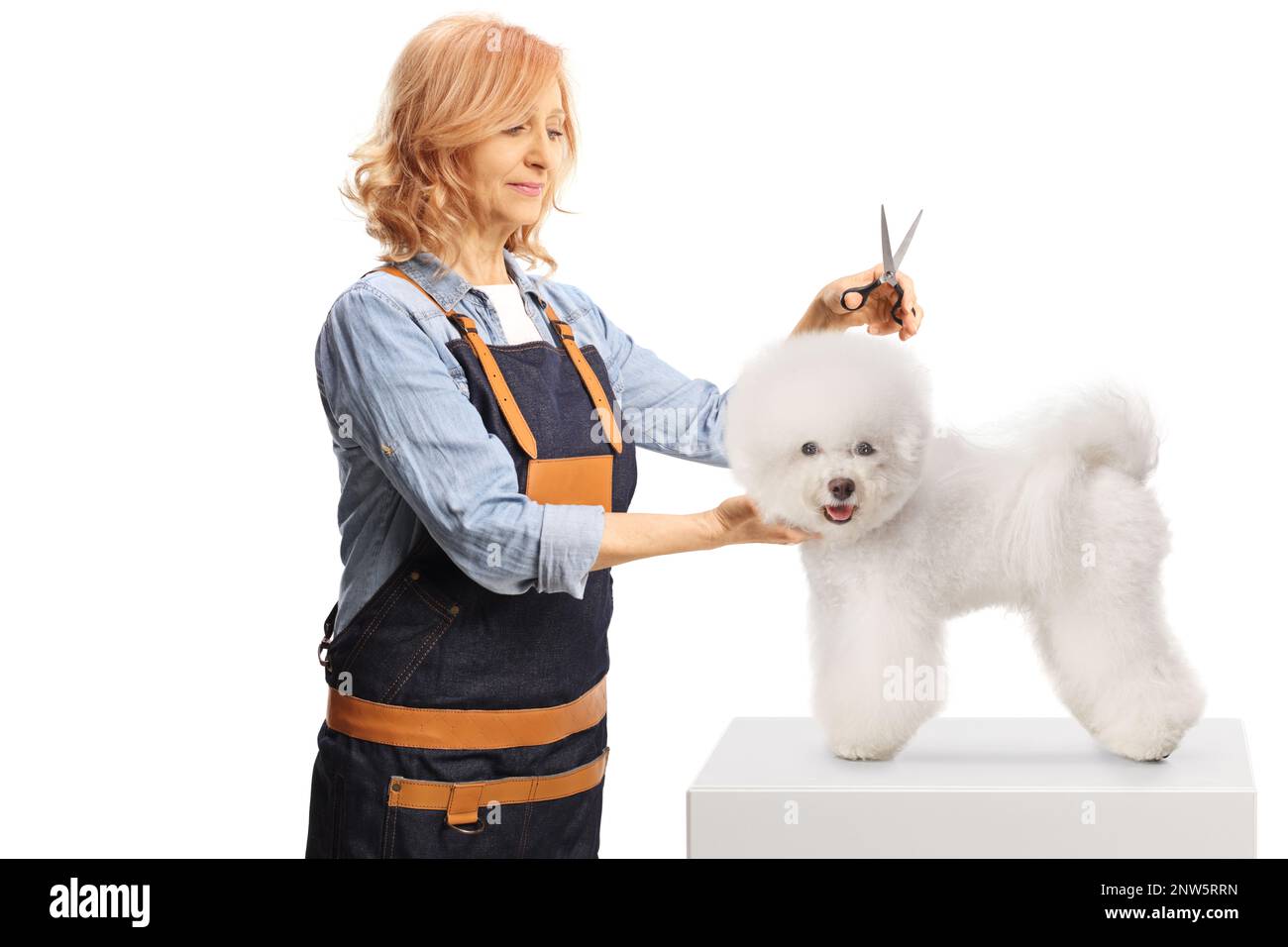 Female groomer holding scissors with a bichon frise dog isolated on