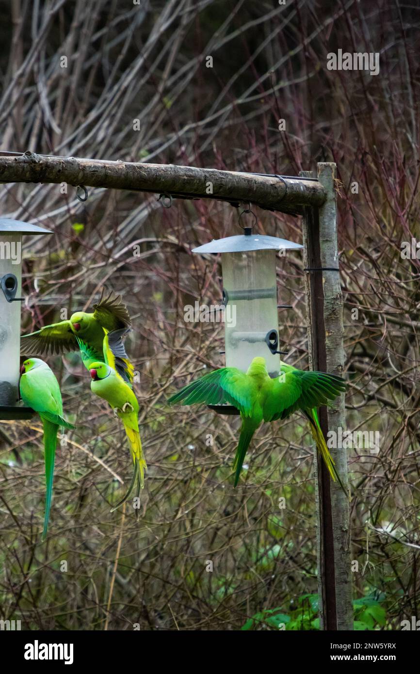 Thumbnail for Parrots Flying And Feeding Cabin