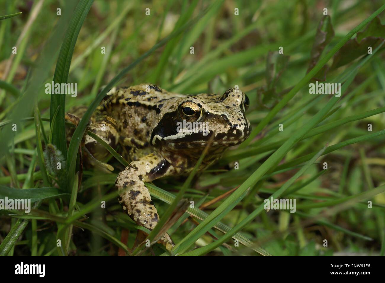 Natural closeup on the Iberian stream, frog (Rana iberica, sitting on the grass Stock Photo
