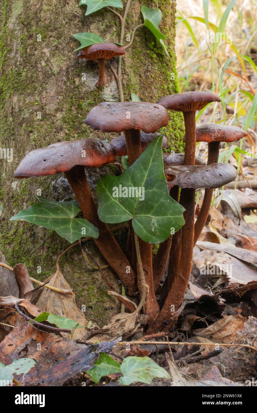 Winter mushroom Cortinarius cinnamomeus Stock Photo