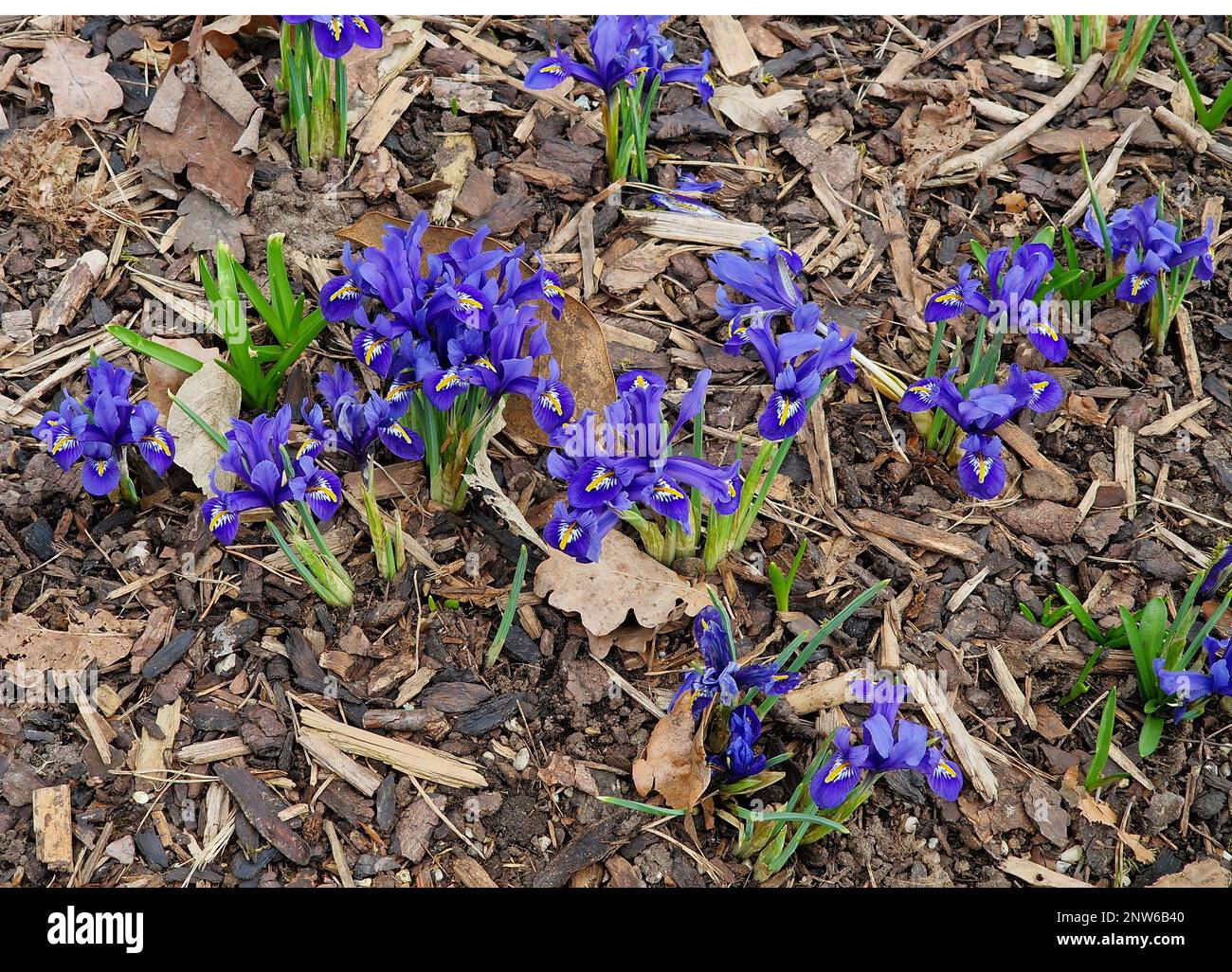 Closeup of the blue flowers of the garden bulb  Iris Harmony seen flowering in the garden border in winter. Stock Photo