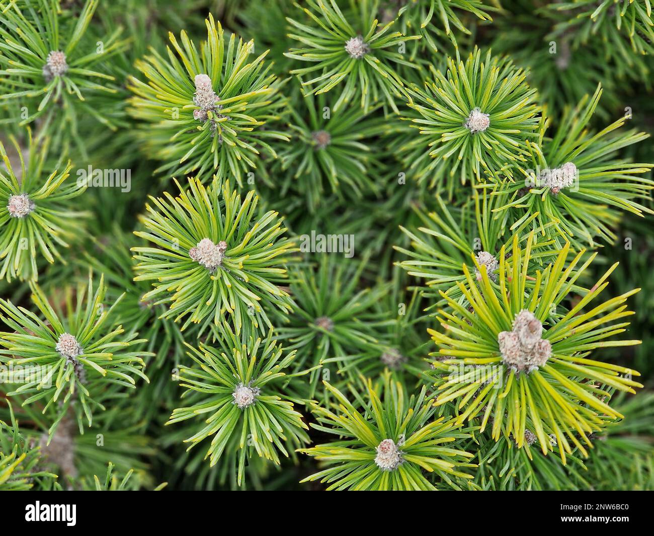 Closeup of the evergreen low and slow growing pine Pinus mugo Mops. Stock Photo