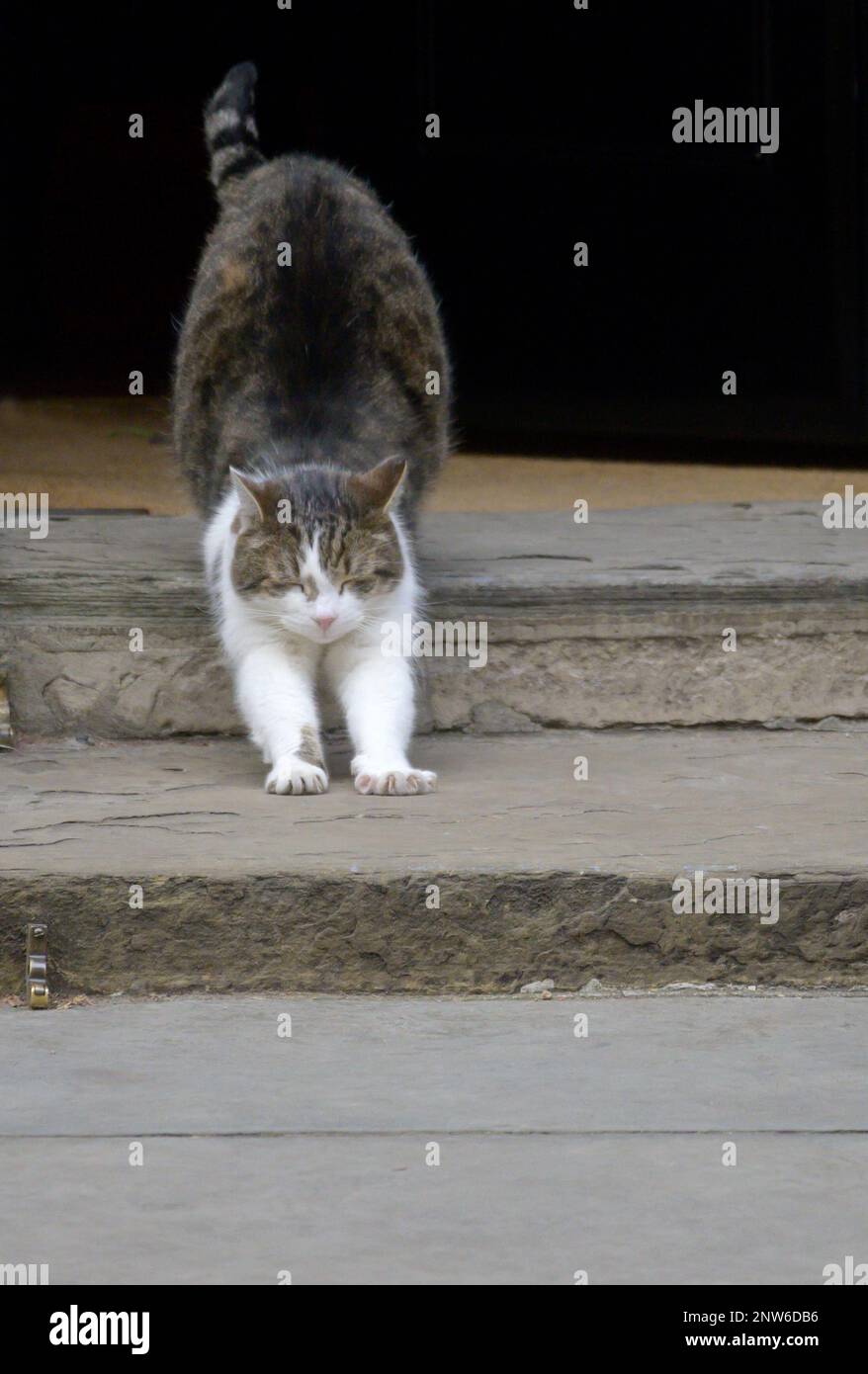 Larry the Cat Chief Mouser to the Office since 2011 in