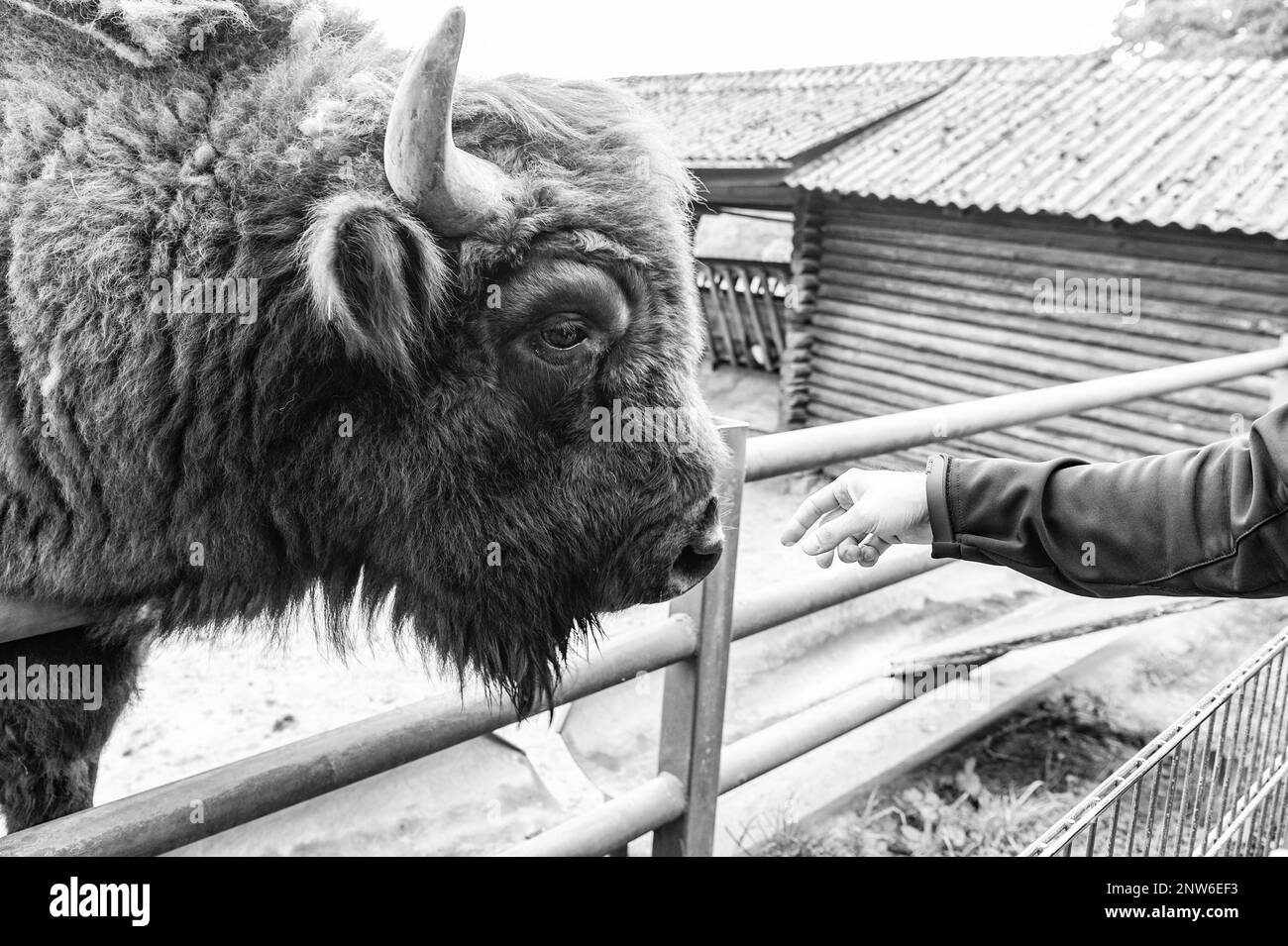 big bison head in zoo animal park outdoor with hand Stock Photo - Alamy