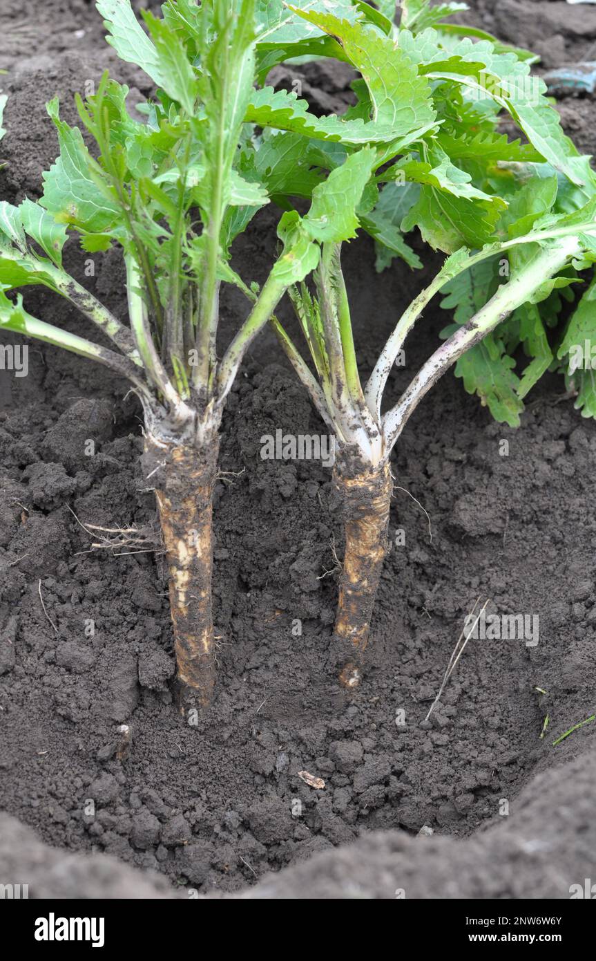 Digging horseradish root growing in open organic soil Stock Photo