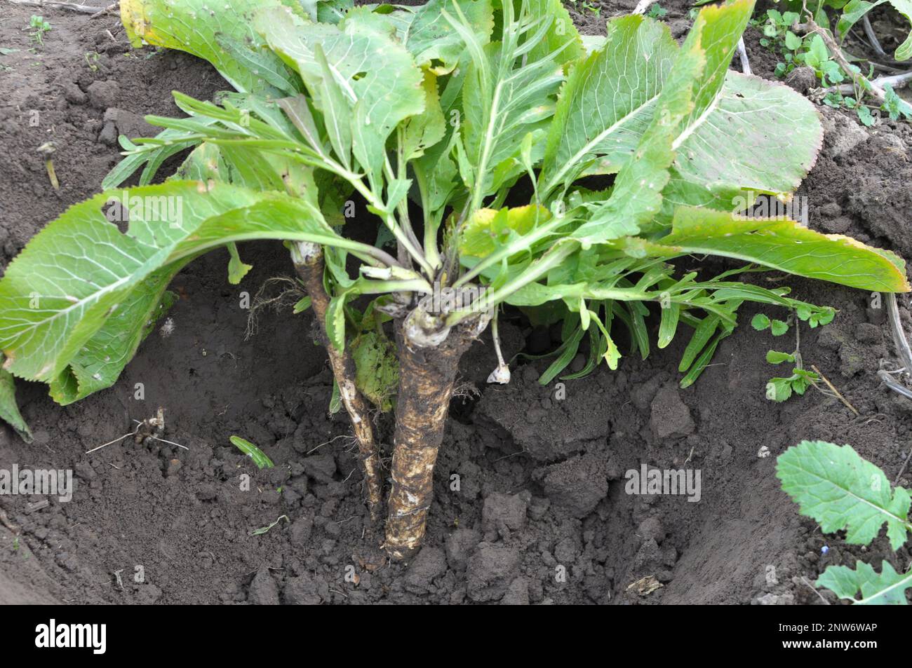Digging horseradish root growing in open organic soil Stock Photo Alamy