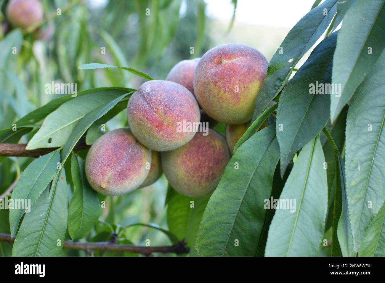 On the branch of a tree with green leaves grow ripe peach fruits Stock ...